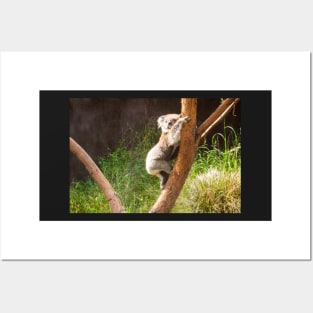 Koala climbing gum tree trunk. Posters and Art